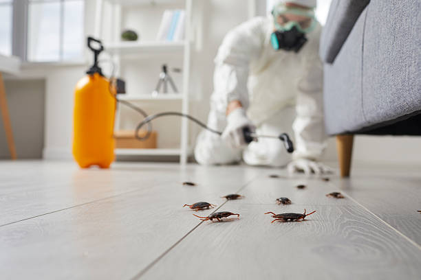 Commercial Kitchen Cockroach Control in Las Cruces